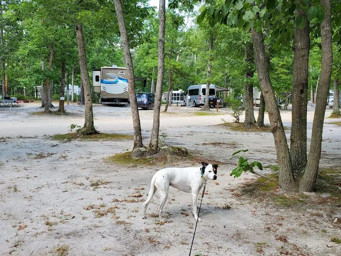 Atlantic Shore Pines Campground- Jersey Shore Camping at its finest! Picture 4