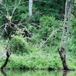 Marino Equestrian Campground