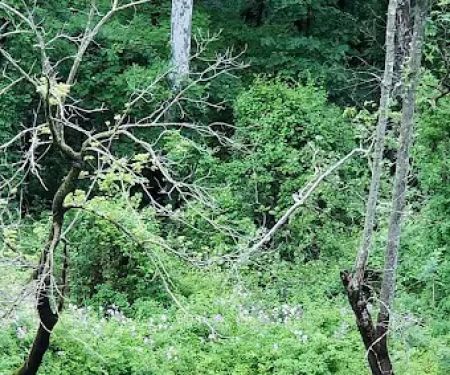 Marino Equestrian Campground