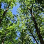 Boulder Woods Campground