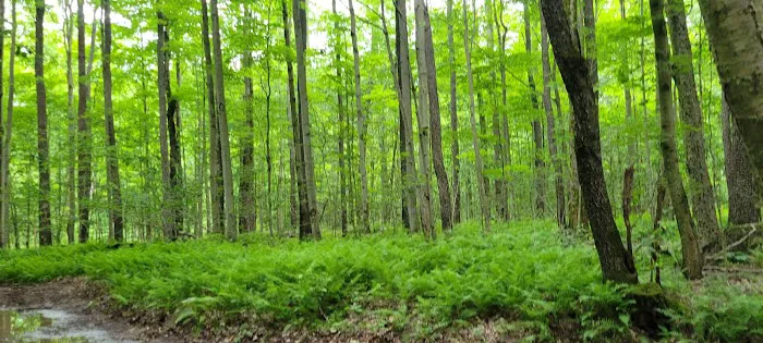 Savidge's Creekside Campgrounds Picture 9