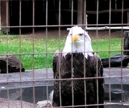 Knoebels (SA-60)