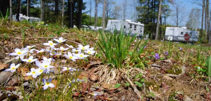 Pine Cradle Lake Family Campground Picture 10