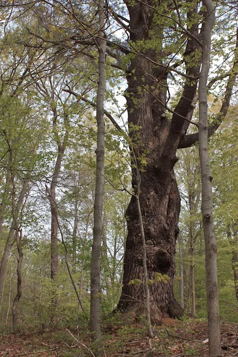 Letchworth Valley Campground & Resort, LLC Picture 8