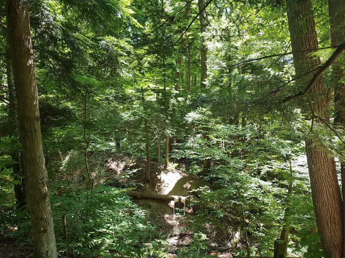 East Otto State Forest Campground Picture 1