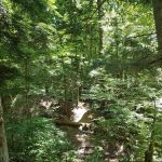 East Otto State Forest Campground