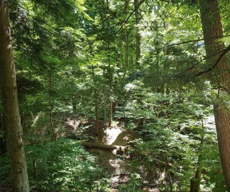 East Otto State Forest Campground