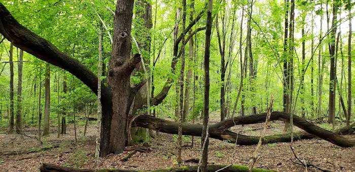 East Otto State Forest Campground Picture 3