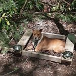 Laurel Lake Campsites