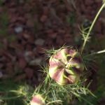 Melody Meadows Estates