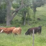 Copper Kettle Mobile Home