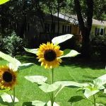 Land O Pines Mobile Home Park