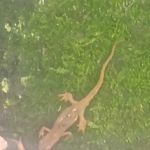 Paradise Campground Resort