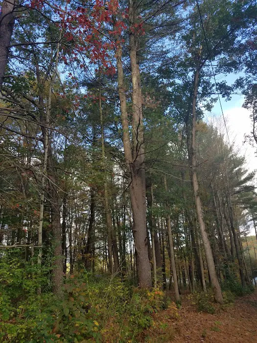 Hidden Forest Homes Picture 2
