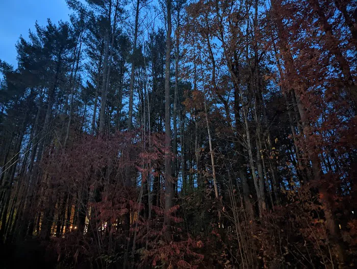 Hidden Forest Homes Picture 6