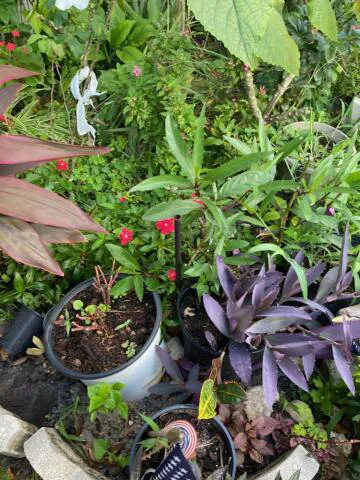 Lauderdale Mobile Home Park, LLC Picture 5