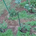 Tall Timbers Village