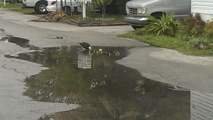 Holiday Village Mobile Home Picture 3