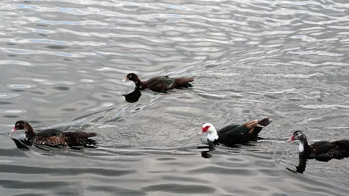 Kozy Kampers RV Park-Storage Picture 2