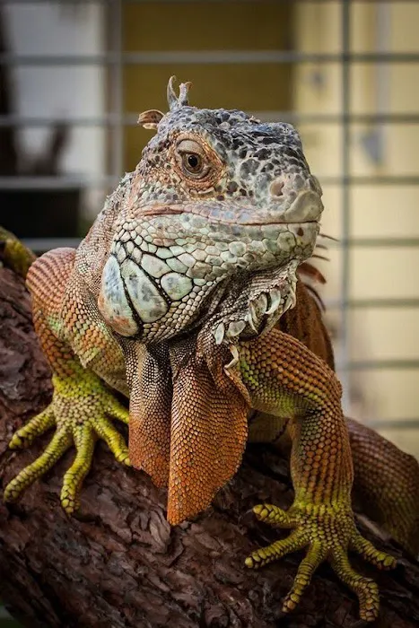 Sunshine Holiday MHCC RV and Camping Resort Picture 9