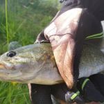 hickory ridge trailer park