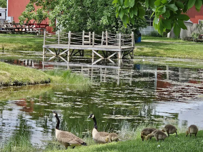 Paradise Park Campground Picture 10