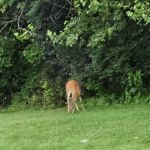 Millers Edgewood Mhp