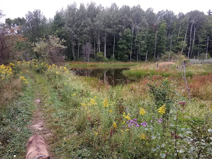 Foster pond camping area Picture 4