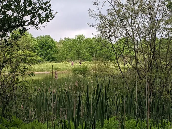 Foster pond camping area Picture 9