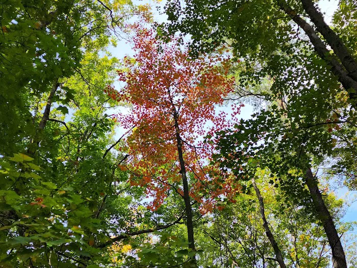 Blueberry Patch Campground Picture 9