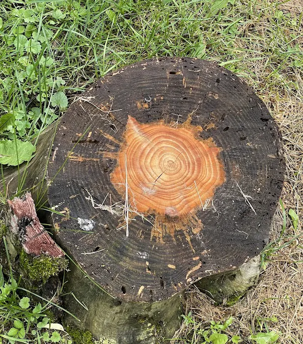 Yellow Lantern Kamp Grounds Picture 4