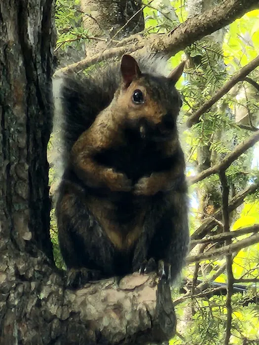 Young's Forest Picture 3