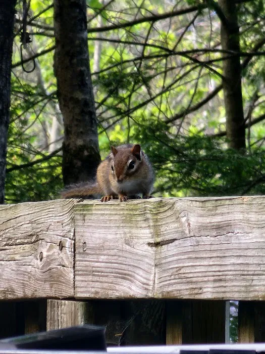 Young's Forest Picture 6