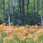 Peaceful Woodlands Family Campground