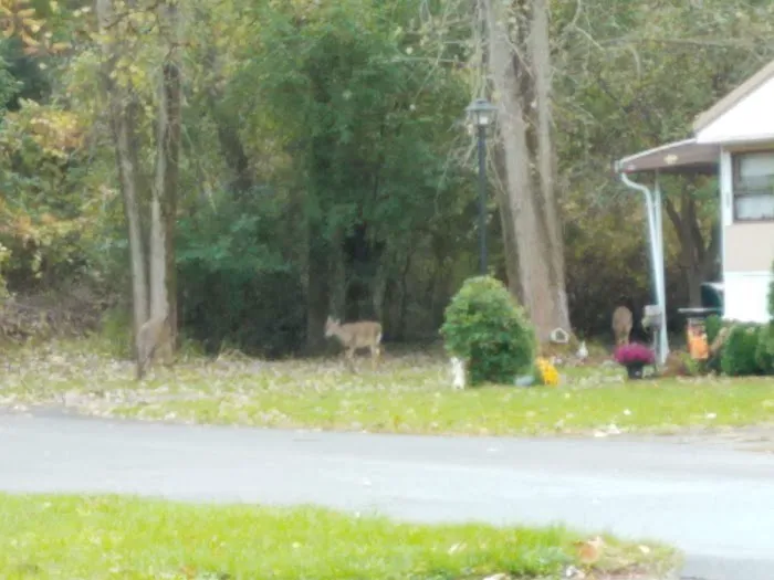 Applewood Mobile Home Estate Picture 3