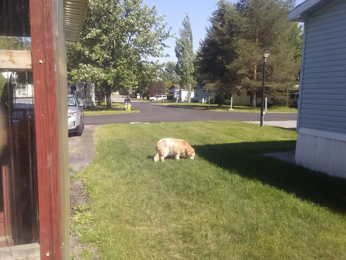 Applewood Mobile Home Estate Picture 6