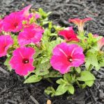 Oakdale Mobile Home Park