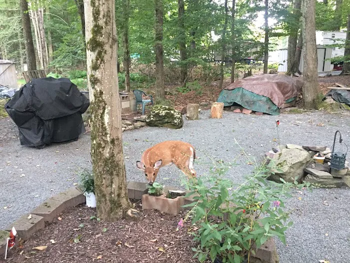 Secluded Acres Campground Picture 9