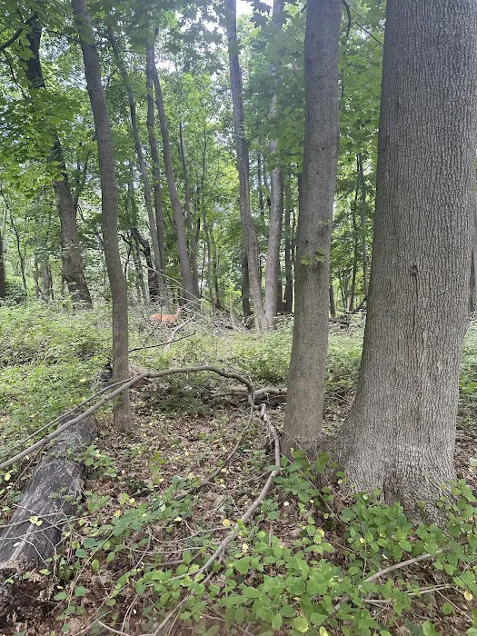 Thompson Park Scout Reservation Picture 7