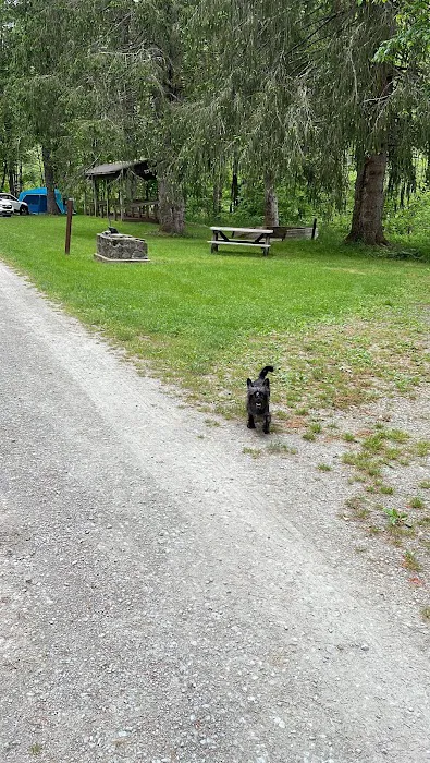 Bear Spring Mountain Campground Picture 4