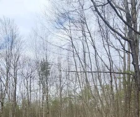 White Deer Campsite