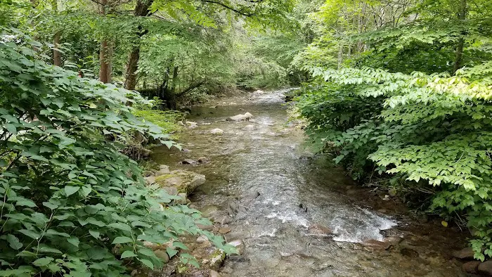 Russell Brook Campsites Picture 4