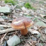 Mountainside Camp Site