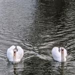 Bogert's Ranch Estates Inc