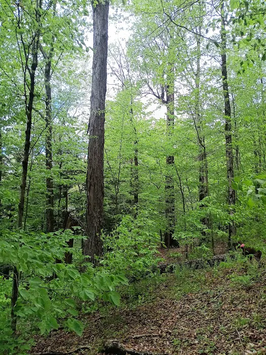 Alfheim Botanical LLC Picture 1