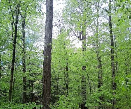 Alfheim Botanical LLC