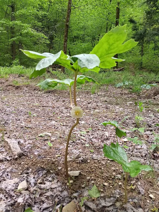 Alfheim Botanical LLC Picture 6