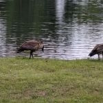 Niagara's Lazy Lakes Camping Resort