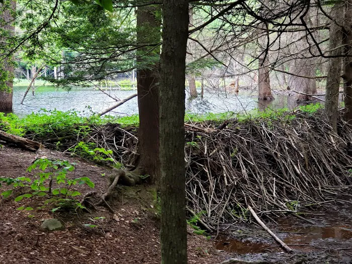 Little Pond Campground Picture 5
