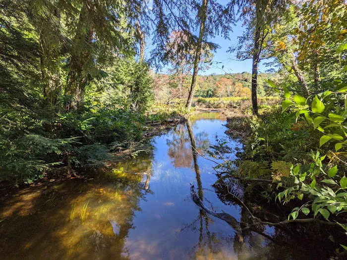 Mongaup Pond Campground Picture 6